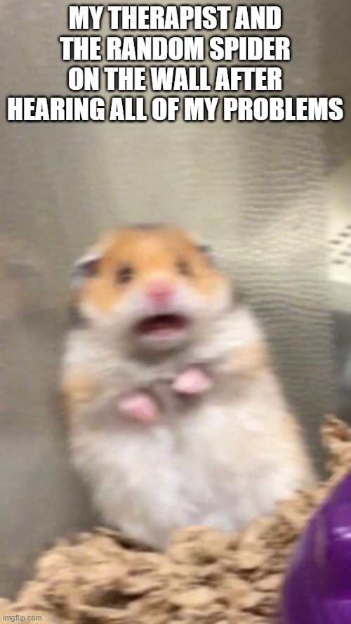 Surprised hamster | MY THERAPIST AND THE RANDOM SPIDER ON THE WALL AFTER HEARING ALL OF MY PROBLEMS | image tagged in surprised hamster | made w/ Imgflip meme maker