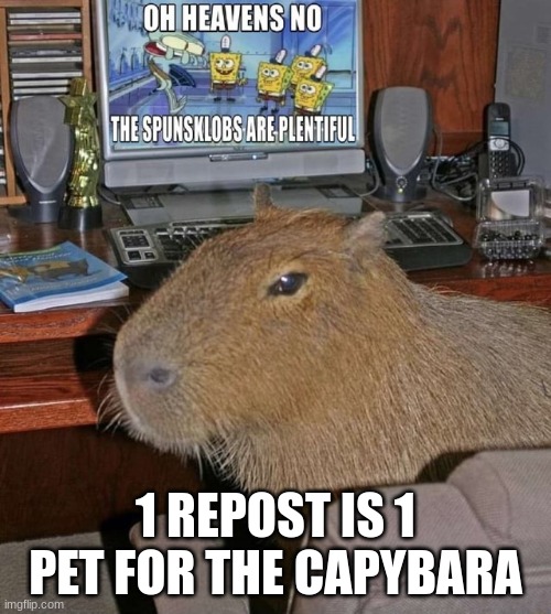 capybara watching spunsklobs | 1 REPOST IS 1 PET FOR THE CAPYBARA | image tagged in capybara watching spunsklobs | made w/ Imgflip meme maker