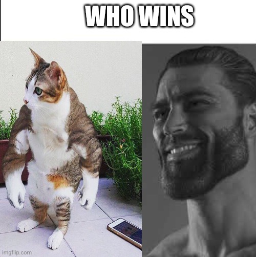 Vote | WHO WINS | image tagged in giga chad,cat but buff | made w/ Imgflip meme maker