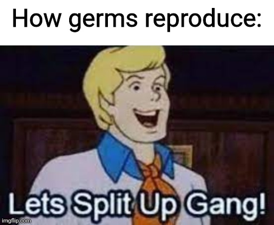 lets split up gang |  How germs reproduce: | image tagged in lets split up gang,funny memes,lol | made w/ Imgflip meme maker