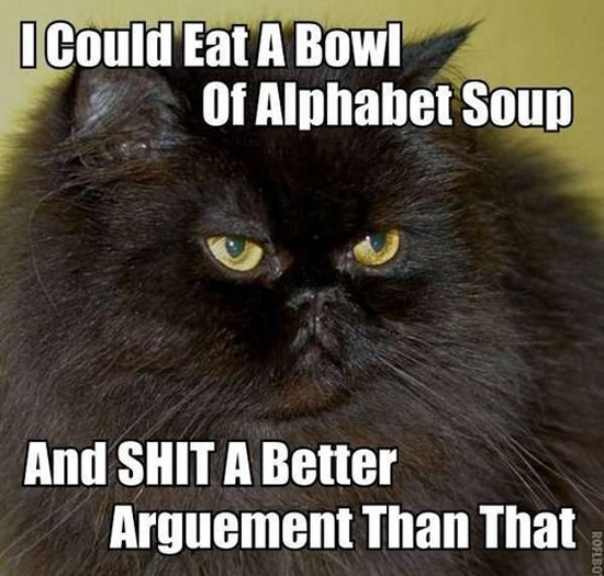 image tagged in funny,cats,forums