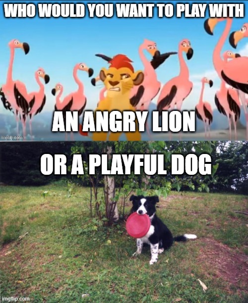WHO WOULD YOU WANT TO PLAY WITH; AN ANGRY LION; OR A PLAYFUL DOG | image tagged in garbage,dog with frisbee | made w/ Imgflip meme maker