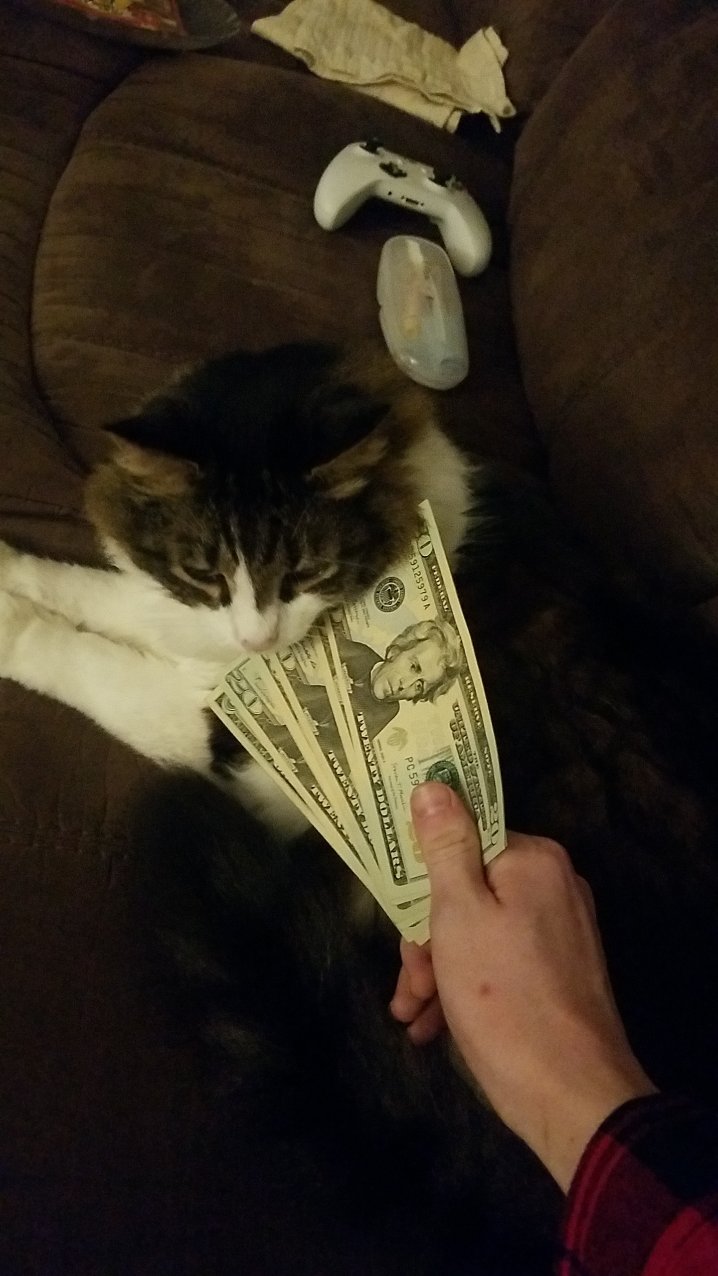 High Quality Money Cat Blank Meme Template