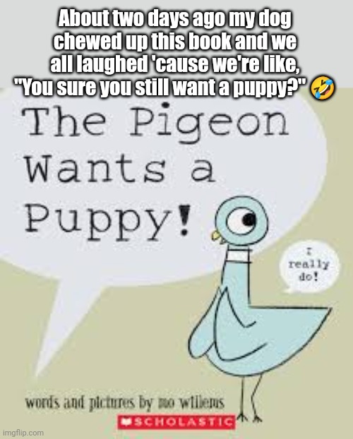 We were laughing so hard. | About two days ago my dog chewed up this book and we all laughed 'cause we're like, "You sure you still want a puppy?" 🤣 | image tagged in the pigeon wants a puppy book,funny memes | made w/ Imgflip meme maker