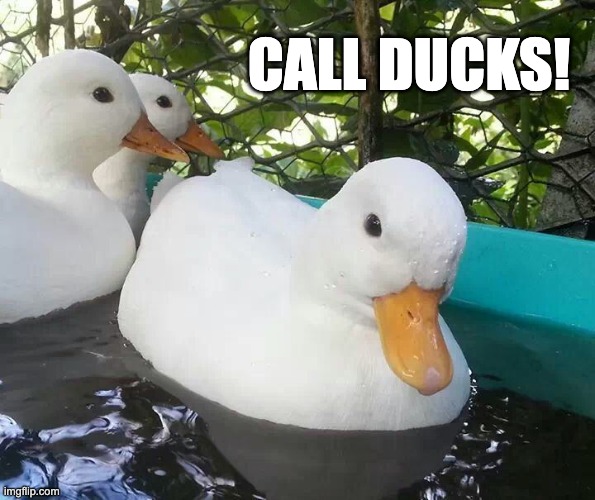 CALL DUCKS! | CALL DUCKS! | image tagged in memes,funny,animals,ducks,cute | made w/ Imgflip meme maker