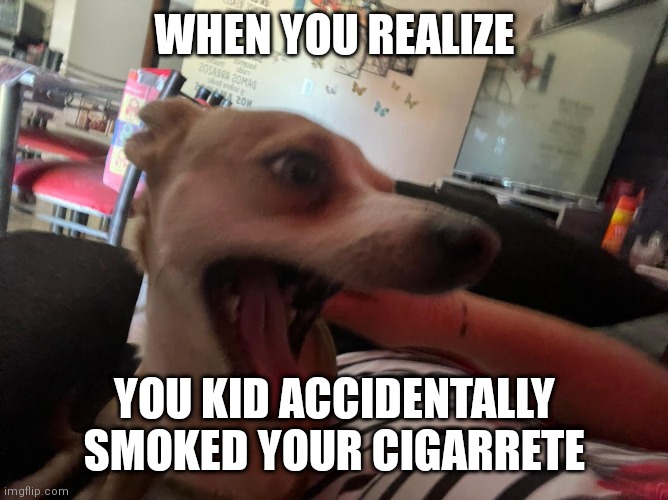 Scared chihuahua | WHEN YOU REALIZE; YOU KID ACCIDENTALLY SMOKED YOUR CIGARRETE | image tagged in scared chihuhua | made w/ Imgflip meme maker