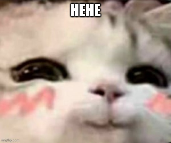 cute cat | HEHE | image tagged in cute cat | made w/ Imgflip meme maker