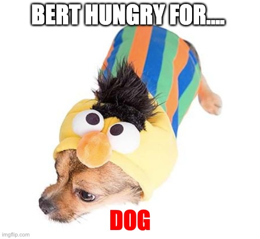 WHAT THE HELL? |  BERT HUNGRY FOR.... DOG | image tagged in dog,meme,funny memes,cursed image | made w/ Imgflip meme maker