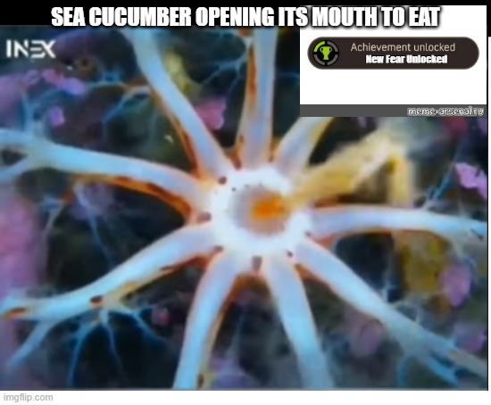 SEA CUCUMBER OPENING ITS MOUTH TO EAT | image tagged in blank white template,sea cucumber,new fear unlocked,meme,memes,funny | made w/ Imgflip meme maker