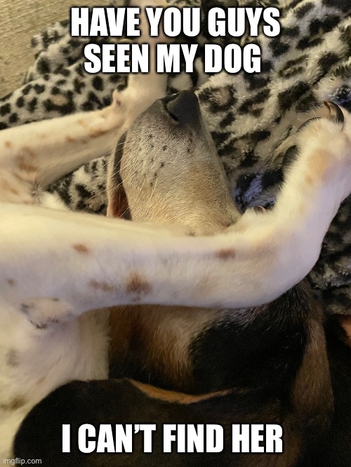 Doggie | HAVE YOU GUYS SEEN MY DOG; I CAN’T FIND HER | image tagged in dog memes | made w/ Imgflip meme maker