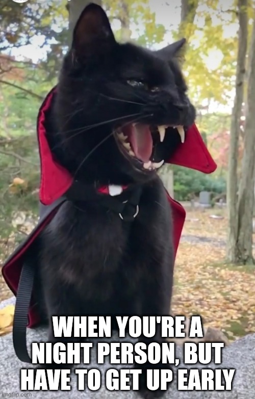 Night Person |  WHEN YOU'RE A NIGHT PERSON, BUT HAVE TO GET UP EARLY | image tagged in night,cats,early,vampire | made w/ Imgflip meme maker