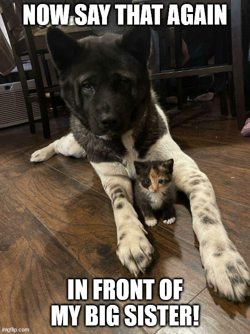 Say that again in front of my big sister! | NOW SAY THAT AGAIN; IN FRONT OF MY BIG SISTER! | image tagged in cats,sisters,pets | made w/ Imgflip meme maker