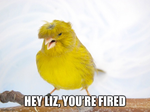 Trump Tweets | HEY LIZ, YOU’RE FIRED | image tagged in donald trump,liz cheney,you are fired | made w/ Imgflip meme maker
