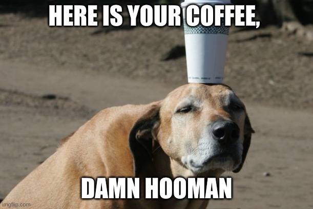 Damn Hoomans | HERE IS YOUR COFFEE, DAMN HOOMAN | image tagged in dogs,funny,xd | made w/ Imgflip meme maker
