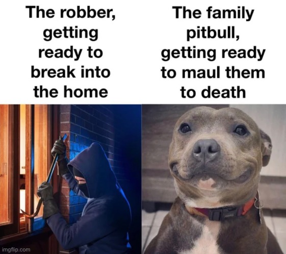 Don’t rob a house with a pit bull | image tagged in so true | made w/ Imgflip meme maker