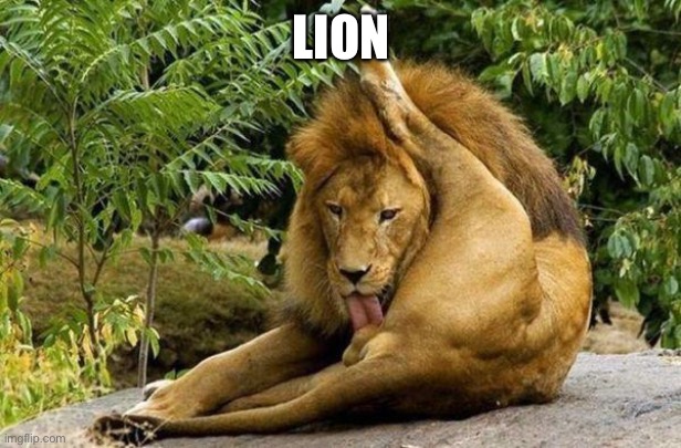 lion licking balls | LION | image tagged in lion licking balls | made w/ Imgflip meme maker