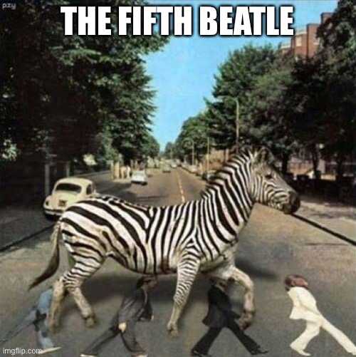 The Beatles | THE FIFTH BEATLE | image tagged in fifth,beatles,zebra | made w/ Imgflip meme maker