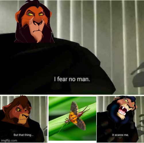 Don’t wig out now Scar! ;) | image tagged in i fear no man,captain scar | made w/ Imgflip meme maker