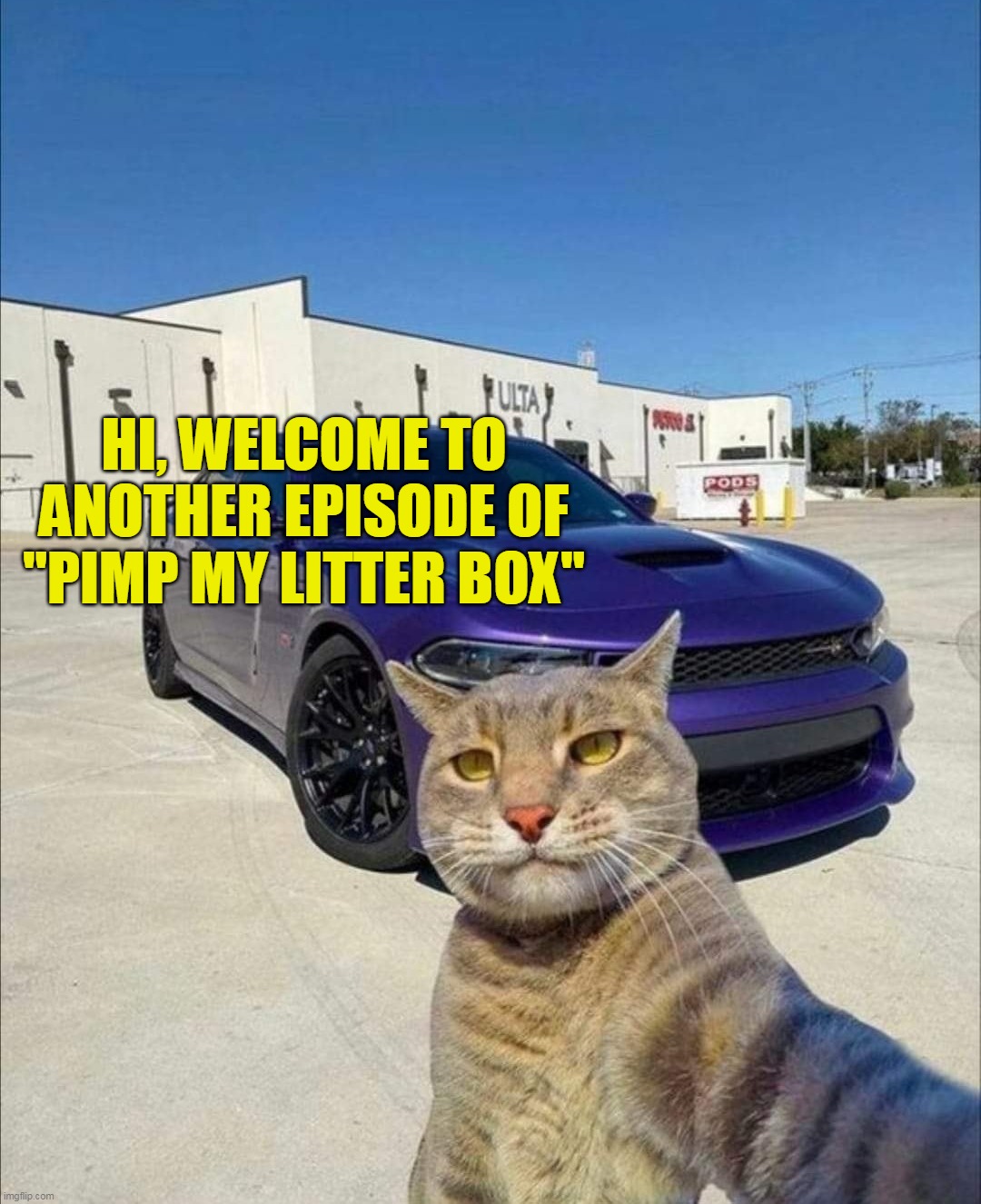 Time to Ride at Dawn! |  HI, WELCOME TO ANOTHER EPISODE OF "PIMP MY LITTER BOX" | image tagged in meme,memes,humor,cat,cats | made w/ Imgflip meme maker