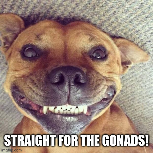 Smiling dog | STRAIGHT FOR THE GONADS! | image tagged in smiling dog | made w/ Imgflip meme maker