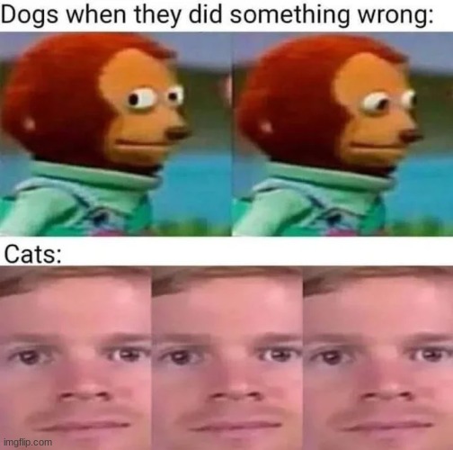 The stare | image tagged in memes,cats,animals,funny | made w/ Imgflip meme maker