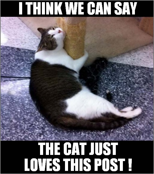 Catisfaction ! | I THINK WE CAN SAY; THE CAT JUST LOVES THIS POST ! | image tagged in cats,happy,post | made w/ Imgflip meme maker