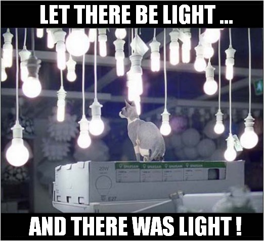Cat With Magical Powers ? | LET THERE BE LIGHT ... AND THERE WAS LIGHT ! | image tagged in cats,magical,power,light | made w/ Imgflip meme maker
