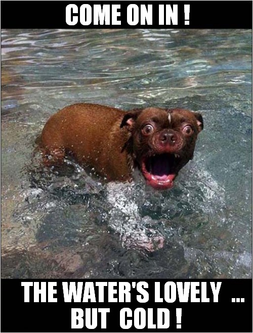 Dog Wants You To Suffer ! | COME ON IN ! THE WATER'S LOVELY  ...
BUT  COLD ! | image tagged in dogs,swimming,cold,water | made w/ Imgflip meme maker