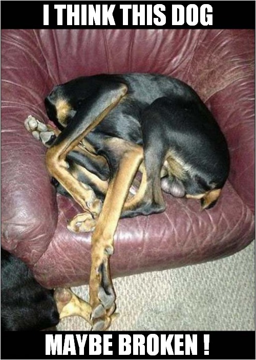 He Doesn't Really Fit ! | I THINK THIS DOG; MAYBE BROKEN ! | image tagged in dogs,chair,broken | made w/ Imgflip meme maker