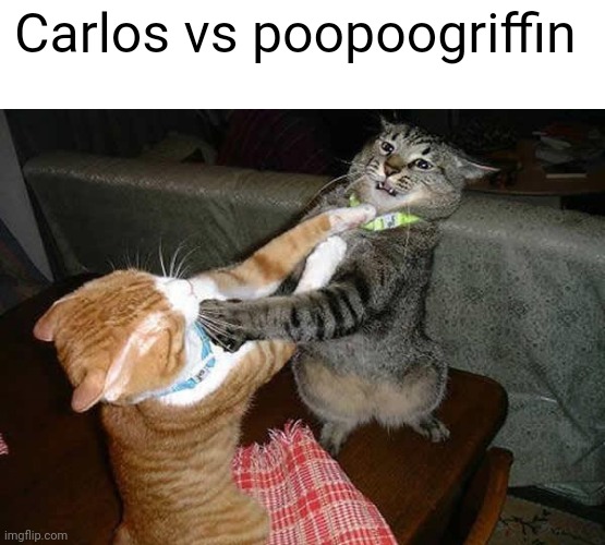Two cats fighting for real | Carlos vs poopoogriffin | image tagged in two cats fighting for real | made w/ Imgflip meme maker