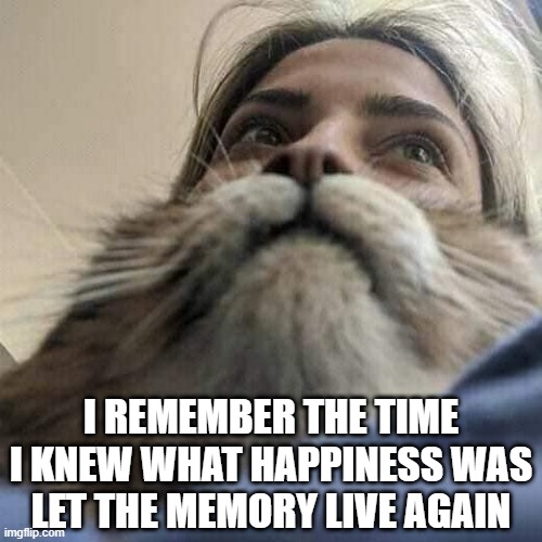 Clearly, Cats | I REMEMBER THE TIME I KNEW WHAT HAPPINESS WAS
LET THE MEMORY LIVE AGAIN | image tagged in cats | made w/ Imgflip meme maker