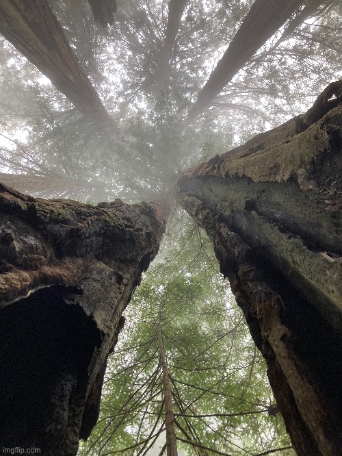 Photo of Redwood National Park | made w/ Imgflip meme maker