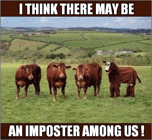 Suspicious Bullocks ! | I THINK THERE MAY BE; AN IMPOSTER AMONG US ! | image tagged in fun,suspicious,imposter,among us | made w/ Imgflip meme maker