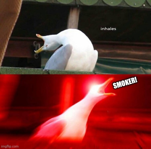 Inhaling Seagull  | SMOKER! | image tagged in inhaling seagull | made w/ Imgflip meme maker