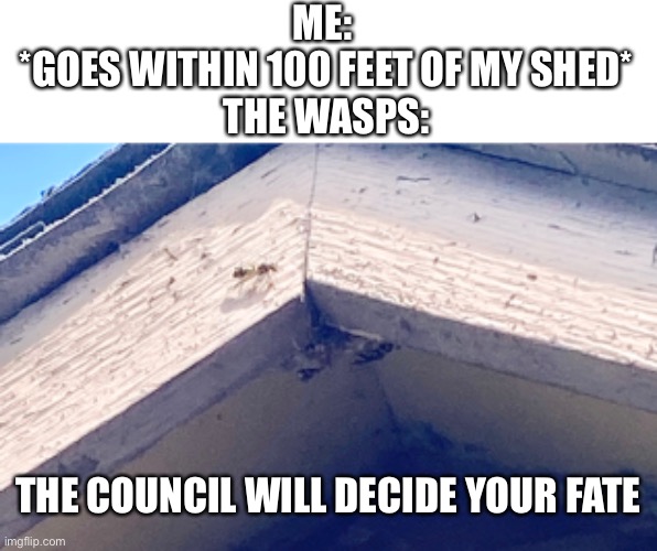  ME: 
*GOES WITHIN 100 FEET OF MY SHED*
THE WASPS:; THE COUNCIL WILL DECIDE YOUR FATE | image tagged in wasp | made w/ Imgflip meme maker