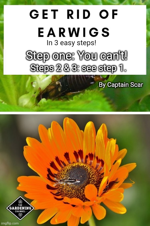 Scar's new gardening book | In 3 easy steps! Step one: You can't! Steps 2 & 3: see step 1. By Captain Scar | image tagged in captain,scar,earwig,aficionado | made w/ Imgflip meme maker