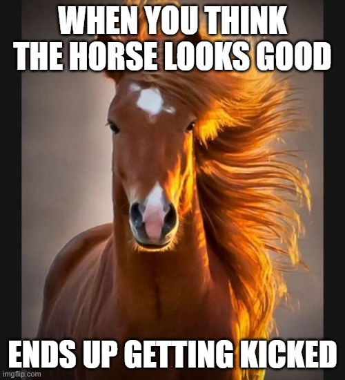 attitude | WHEN YOU THINK THE HORSE LOOKS GOOD; ENDS UP GETTING KICKED | image tagged in horse | made w/ Imgflip meme maker