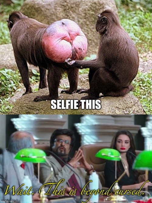 Selfie butt | image tagged in wait this is beyond cursed,selfie,butt,monkey business | made w/ Imgflip meme maker