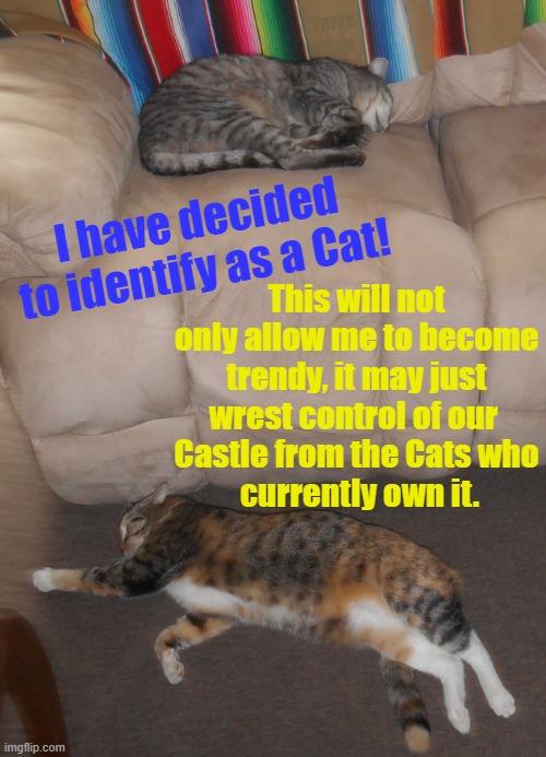 Cats | Yarra Man; I have decided to identify as a Cat! This will not only allow me to become trendy, it may just wrest control of our 
Castle from the Cats who
 currently own it. | image tagged in cats,kittens,felines,pets | made w/ Imgflip meme maker