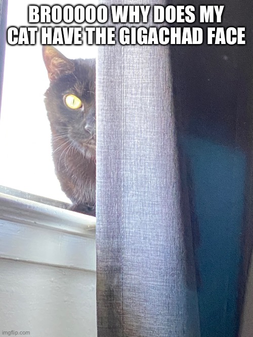 BROOOOO WHY DOES MY CAT HAVE THE GIGACHAD FACE | made w/ Imgflip meme maker