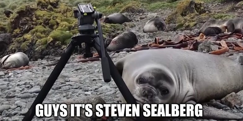 STEVEN SEALBERRRG!! | GUYS IT'S STEVEN SEALBERG | image tagged in funny,memes,seal | made w/ Imgflip meme maker