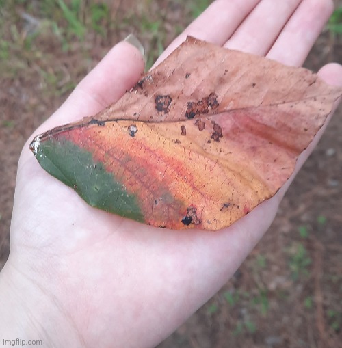 Found this leaf | image tagged in leafs | made w/ Imgflip meme maker