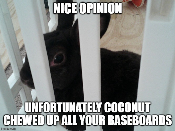 Nice opinion unfortunately coconut chewed up all your baseboards | image tagged in nice opinion unfortunately coconut chewed up all your baseboards | made w/ Imgflip meme maker