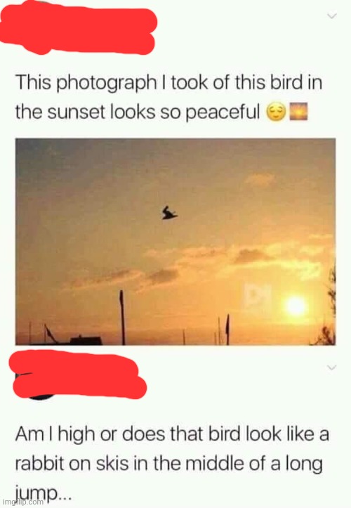 It does XD | image tagged in memes,bird,rabbit | made w/ Imgflip meme maker