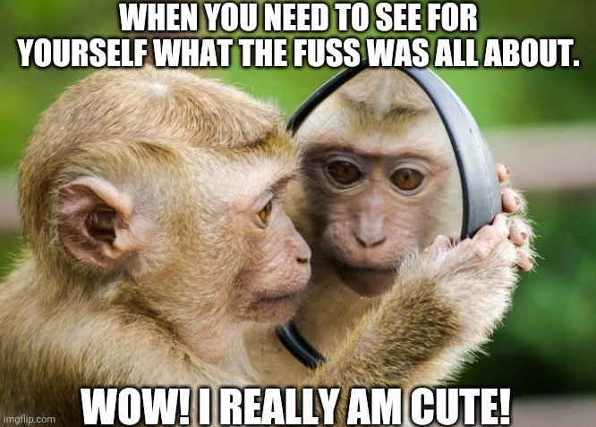 Monkey in the mirror | WHEN YOU NEED TO SEE FOR YOURSELF WHAT THE FUSS WAS ALL ABOUT. WOW! I REALLY AM CUTE! | image tagged in memes | made w/ Imgflip meme maker