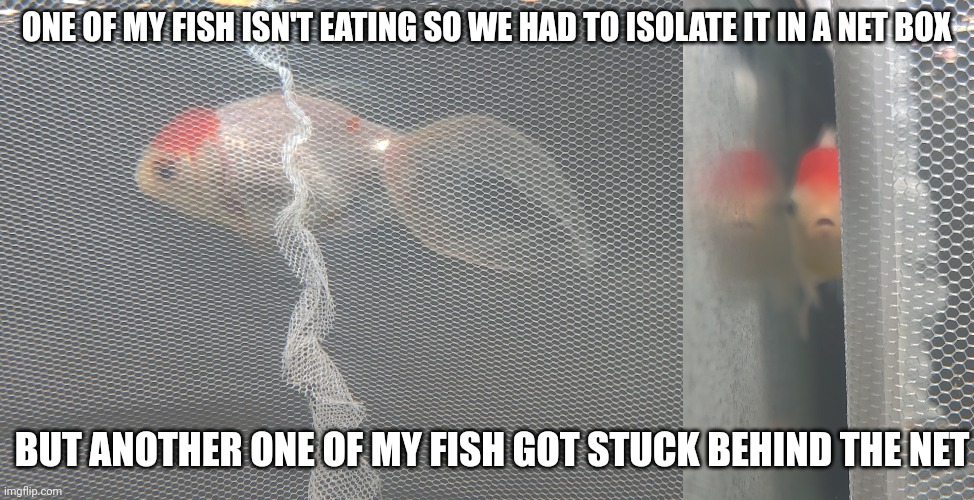 I got him out after taking pictures | ONE OF MY FISH ISN'T EATING SO WE HAD TO ISOLATE IT IN A NET BOX; BUT ANOTHER ONE OF MY FISH GOT STUCK BEHIND THE NET | made w/ Imgflip meme maker