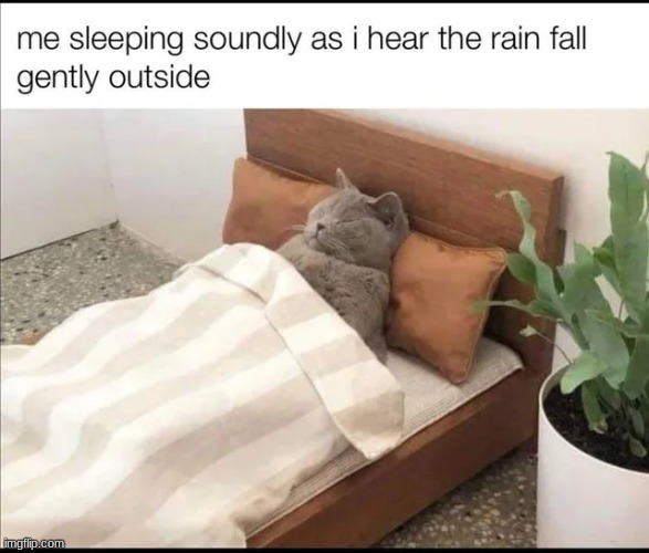 The perfect sleep | image tagged in animals,cats,wholesome,cat,memes | made w/ Imgflip meme maker