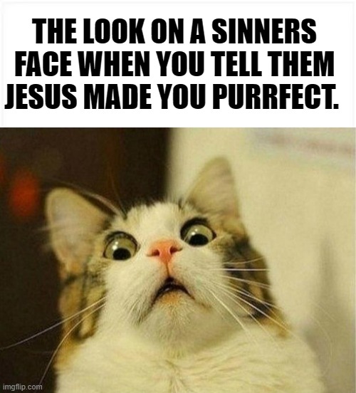 HEBREWS 10:10 | THE LOOK ON A SINNERS FACE WHEN YOU TELL THEM JESUS MADE YOU PURRFECT. | image tagged in memes,scared cat,funny,christian,jesus,bible | made w/ Imgflip meme maker