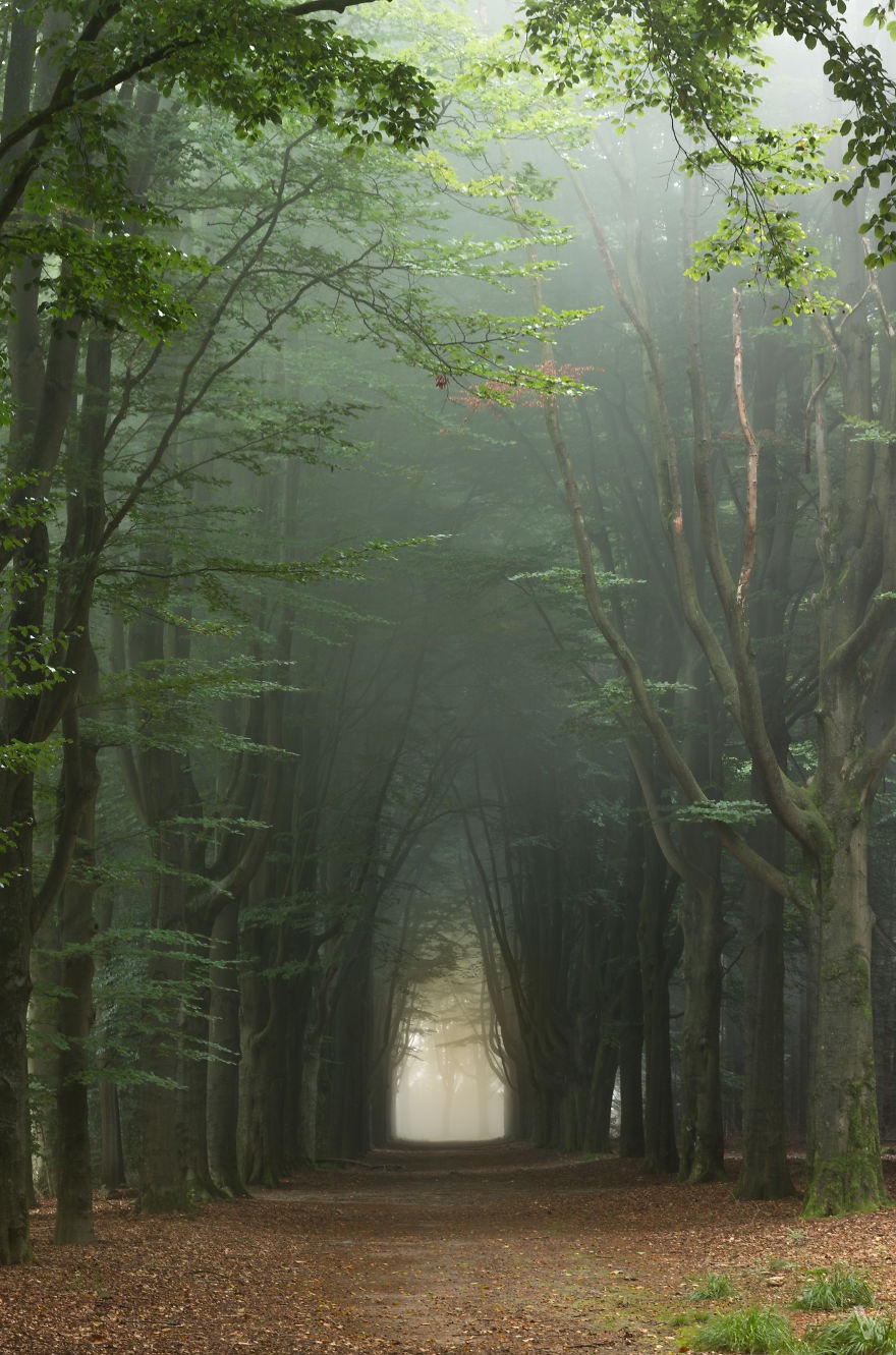 Tree Alley On A Summer Morning Near Enschede. Photo credit: Vincent Croce | image tagged in awesome,pics,photography | made w/ Imgflip meme maker