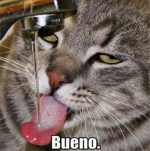 High Quality Cat bueno water Blank Meme Template